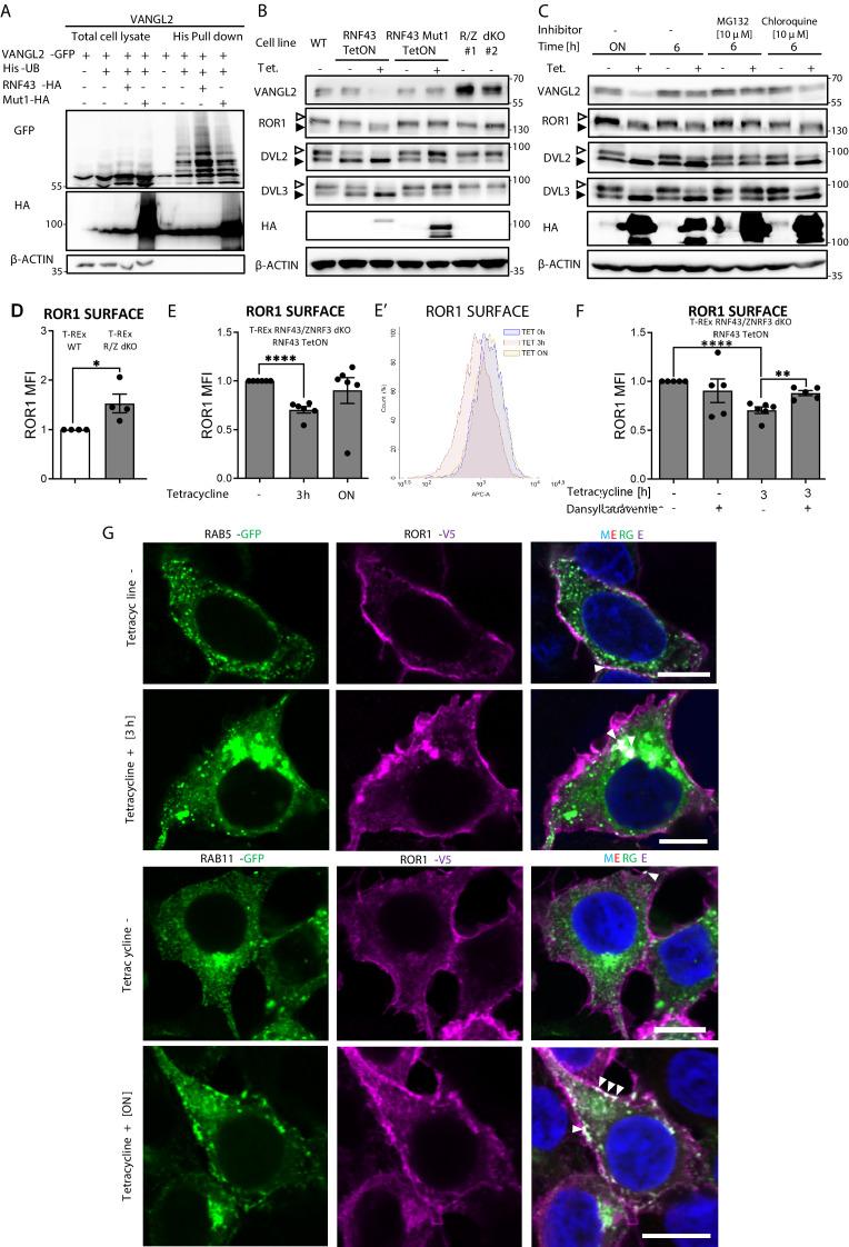 https://cdn.ncbi.nlm.nih.gov/pmc/blobs/cfbf/8550759/4fefb69543c6/elife-65759-fig3.jpg