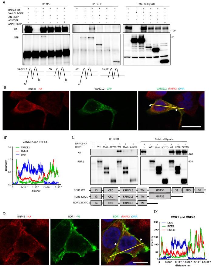 https://cdn.ncbi.nlm.nih.gov/pmc/blobs/cfbf/8550759/50b67ec4284d/elife-65759-fig2.jpg