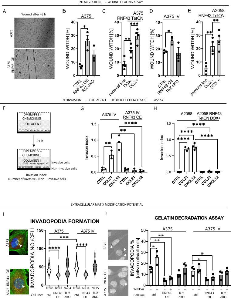 https://cdn.ncbi.nlm.nih.gov/pmc/blobs/cfbf/8550759/5f45bb8cf4aa/elife-65759-fig5.jpg
