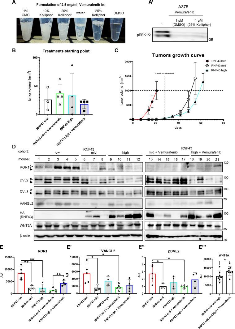 https://cdn.ncbi.nlm.nih.gov/pmc/blobs/cfbf/8550759/691d74638878/elife-65759-fig7-figsupp1.jpg