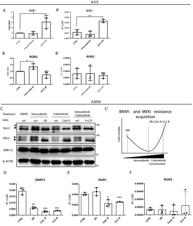 https://cdn.ncbi.nlm.nih.gov/pmc/blobs/cfbf/8550759/78b39589a124/elife-65759-fig6-figsupp1.jpg