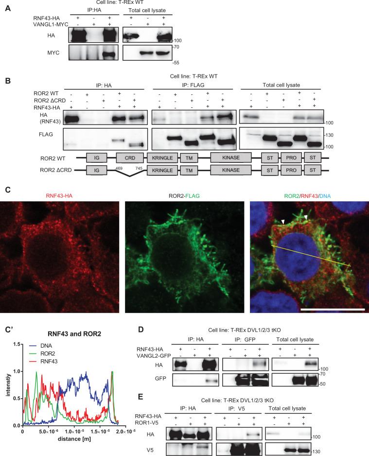 https://cdn.ncbi.nlm.nih.gov/pmc/blobs/cfbf/8550759/7ad167e88aff/elife-65759-fig2-figsupp1.jpg