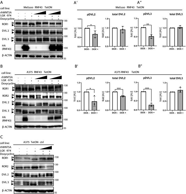 https://cdn.ncbi.nlm.nih.gov/pmc/blobs/cfbf/8550759/8c334a4b17ed/elife-65759-fig4-figsupp3.jpg