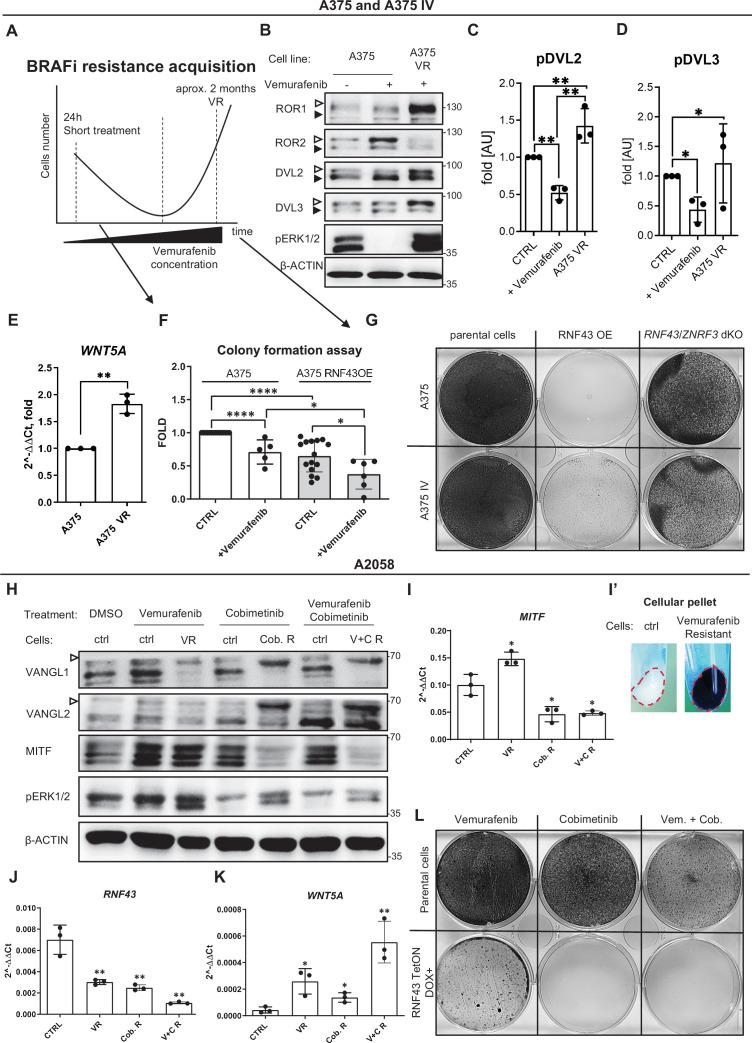 https://cdn.ncbi.nlm.nih.gov/pmc/blobs/cfbf/8550759/9a1dfdda234b/elife-65759-fig6.jpg