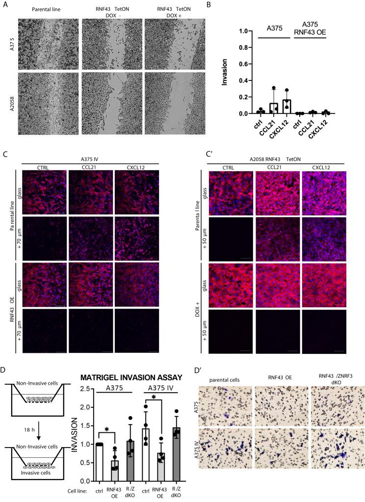 https://cdn.ncbi.nlm.nih.gov/pmc/blobs/cfbf/8550759/bb9a01d0fd71/elife-65759-fig5-figsupp1.jpg