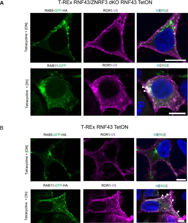 https://cdn.ncbi.nlm.nih.gov/pmc/blobs/cfbf/8550759/dfd48b20794c/elife-65759-fig3-figsupp3.jpg