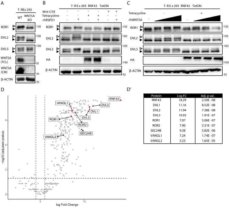https://cdn.ncbi.nlm.nih.gov/pmc/blobs/cfbf/8550759/e10486c6a4de/elife-65759-fig1.jpg