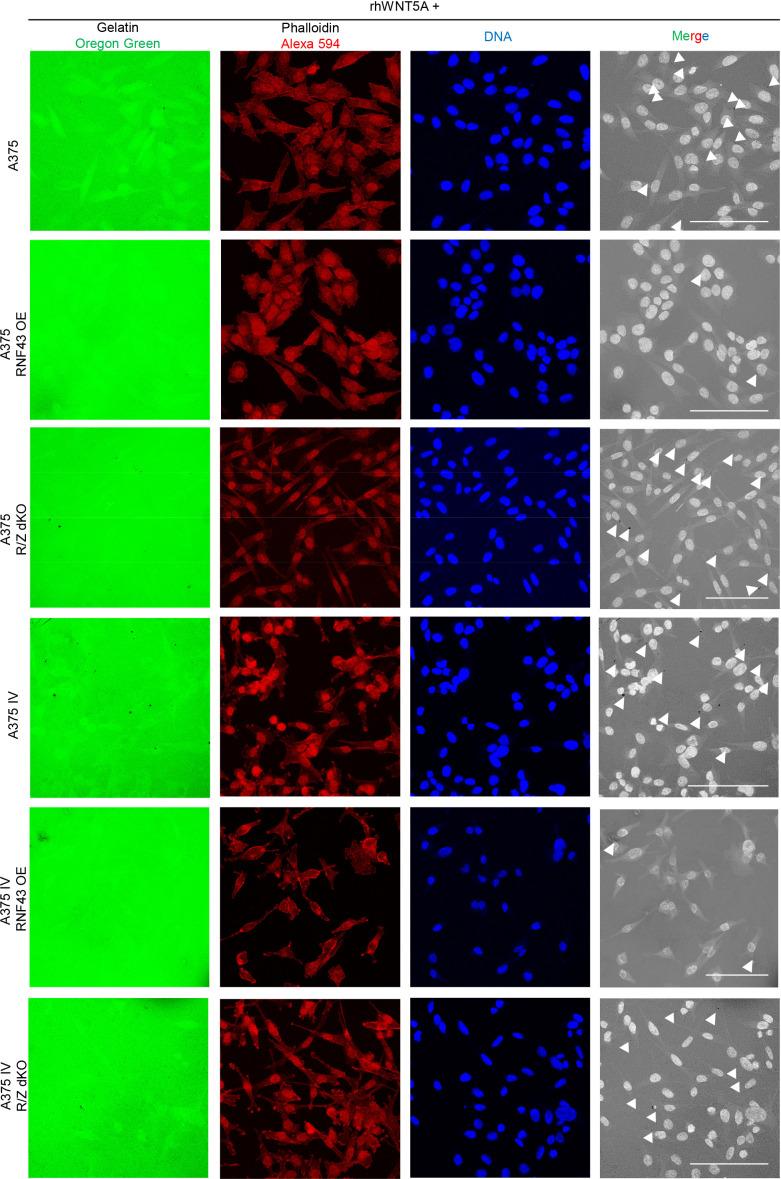 https://cdn.ncbi.nlm.nih.gov/pmc/blobs/cfbf/8550759/ed6809df00d8/elife-65759-fig5-figsupp4.jpg