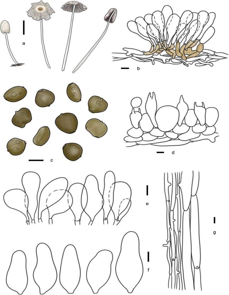 https://cdn.ncbi.nlm.nih.gov/pmc/blobs/cfc0/12144557/24cb78f78085/imafungus-16-e143796-g019.jpg