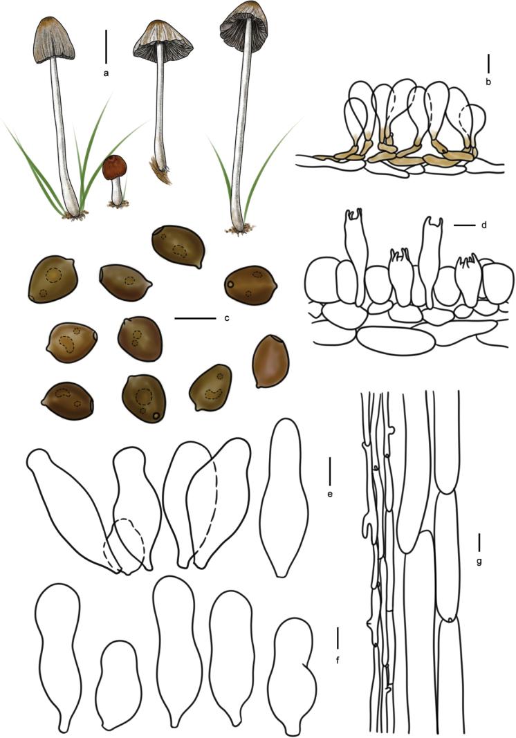 https://cdn.ncbi.nlm.nih.gov/pmc/blobs/cfc0/12144557/45f3fbe9a113/imafungus-16-e143796-g020.jpg