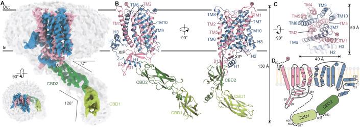 https://cdn.ncbi.nlm.nih.gov/pmc/blobs/cfc2/10897212/70da49fa8e9f/44318_2023_13_Fig1_HTML.jpg