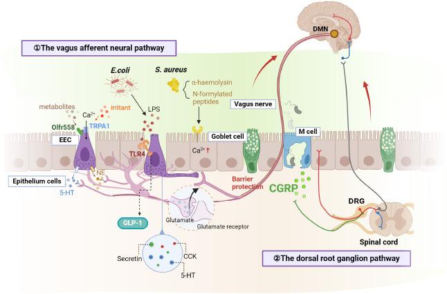 https://cdn.ncbi.nlm.nih.gov/pmc/blobs/cfc6/11759007/e9f270765eeb/NRR-20-2153-g004.jpg