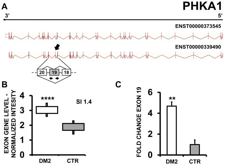 https://cdn.ncbi.nlm.nih.gov/pmc/blobs/cfc6/3983107/089aabb822e0/pone.0093983.g003.jpg