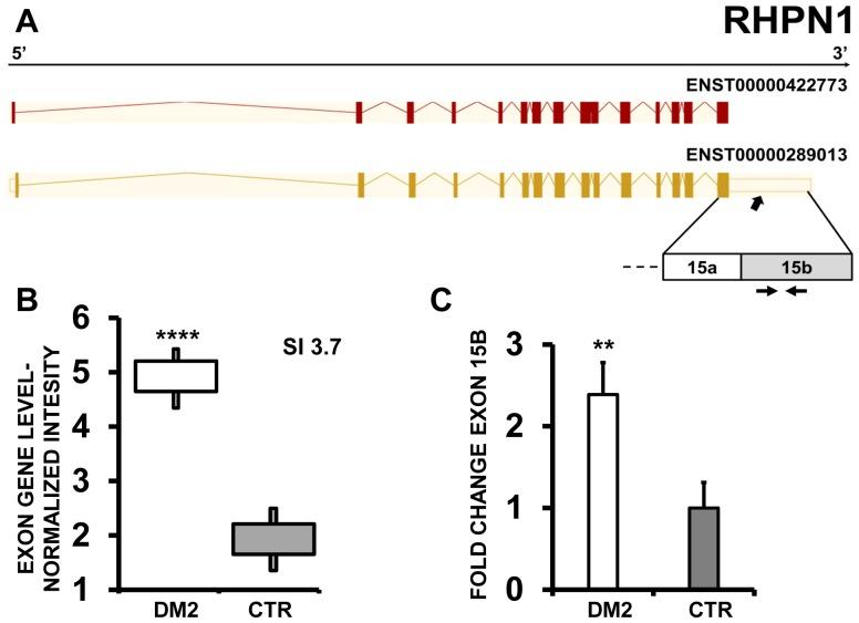 https://cdn.ncbi.nlm.nih.gov/pmc/blobs/cfc6/3983107/669efec5d888/pone.0093983.g014.jpg