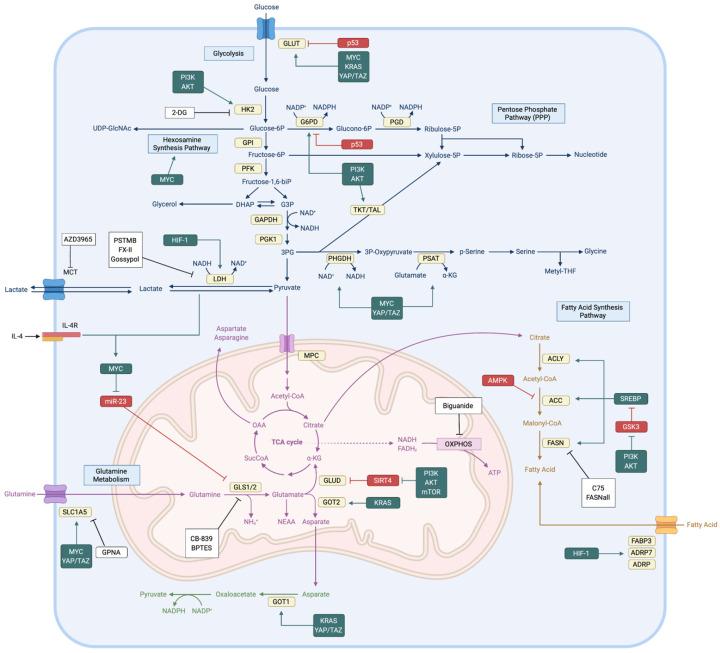 https://cdn.ncbi.nlm.nih.gov/pmc/blobs/cfc7/7602974/45e602a615b6/cells-09-02308-g001.jpg