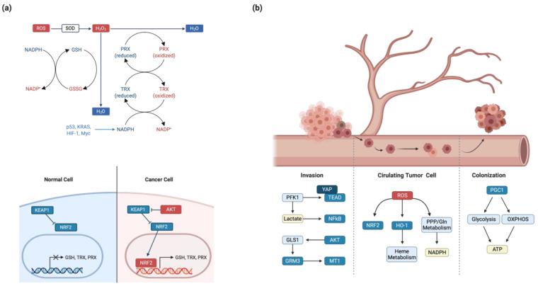 https://cdn.ncbi.nlm.nih.gov/pmc/blobs/cfc7/7602974/f225f5428f69/cells-09-02308-g002.jpg