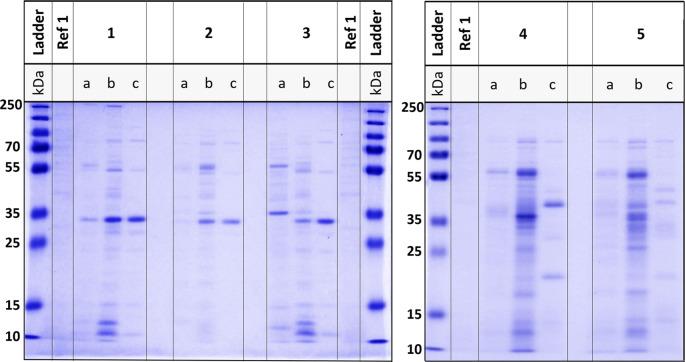 https://cdn.ncbi.nlm.nih.gov/pmc/blobs/cfcc/12076904/af983faf89b8/12866_2025_4005_Fig11_HTML.jpg