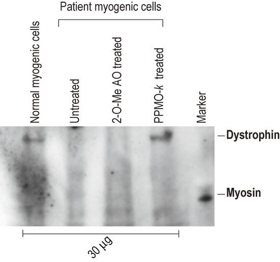 https://cdn.ncbi.nlm.nih.gov/pmc/blobs/cfce/3865583/603b39a9d8a5/mgg30001-0162-f4.jpg