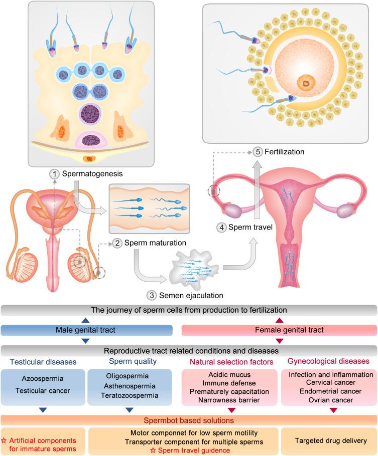 https://cdn.ncbi.nlm.nih.gov/pmc/blobs/cfd1/11149708/24e632a6585e/IJN-19-5095-g0004.jpg