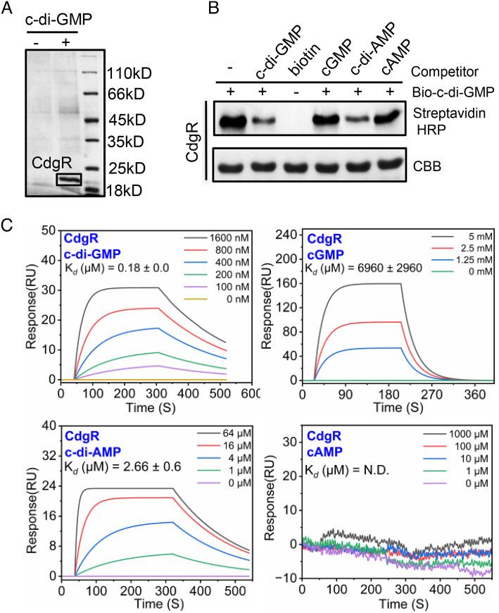 https://cdn.ncbi.nlm.nih.gov/pmc/blobs/cfdb/10068817/ff1a7cb63bb2/pnas.2221874120fig01.jpg