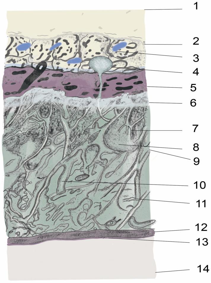 https://cdn.ncbi.nlm.nih.gov/pmc/blobs/cfe2/10216595/3b7db859b1b3/biomedicines-11-01413-g002.jpg