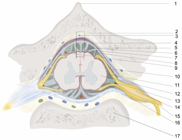 https://cdn.ncbi.nlm.nih.gov/pmc/blobs/cfe2/10216595/4bdfa96fddb0/biomedicines-11-01413-g001.jpg