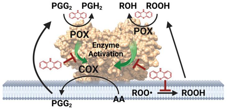https://cdn.ncbi.nlm.nih.gov/pmc/blobs/cfe2/11944624/64f3ee9fb619/pharmaceuticals-18-00334-g003.jpg