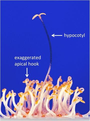 https://cdn.ncbi.nlm.nih.gov/pmc/blobs/cfe2/4730734/08b1adcc4341/12915_2016_230_Fig2_HTML.jpg
