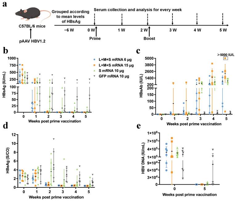 https://cdn.ncbi.nlm.nih.gov/pmc/blobs/cfe3/11859219/23dc5cd8ab0c/pharmaceutics-17-00211-g003.jpg