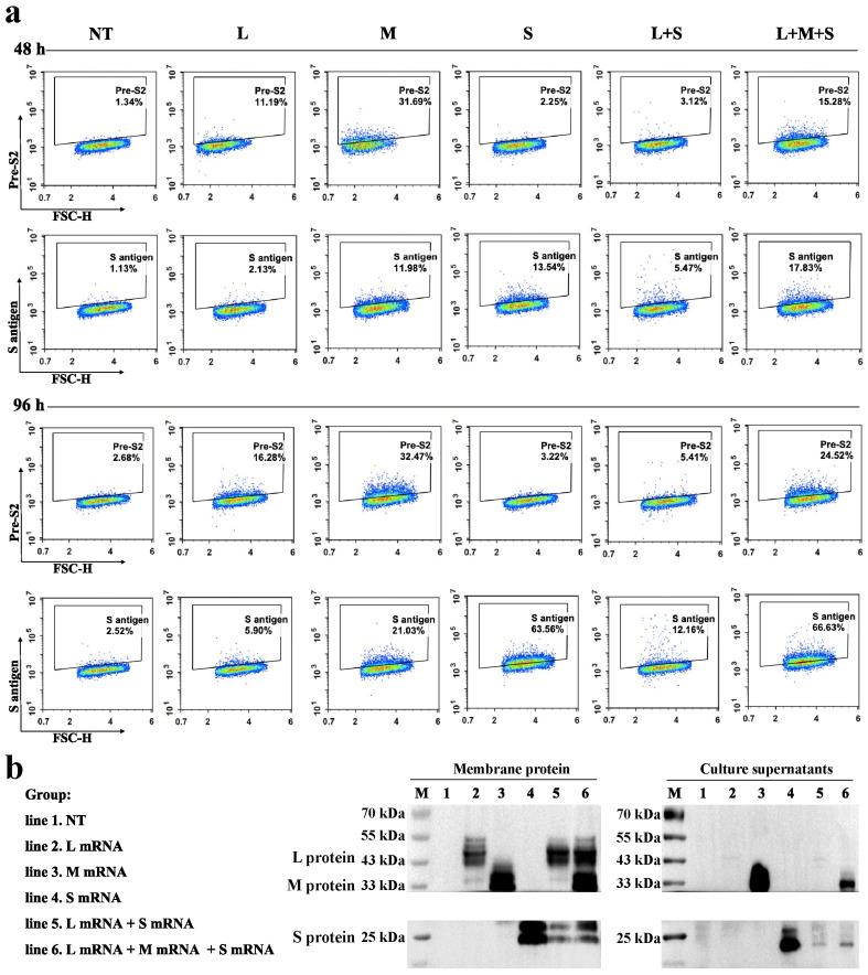 https://cdn.ncbi.nlm.nih.gov/pmc/blobs/cfe3/11859219/891461ed0a26/pharmaceutics-17-00211-g001.jpg