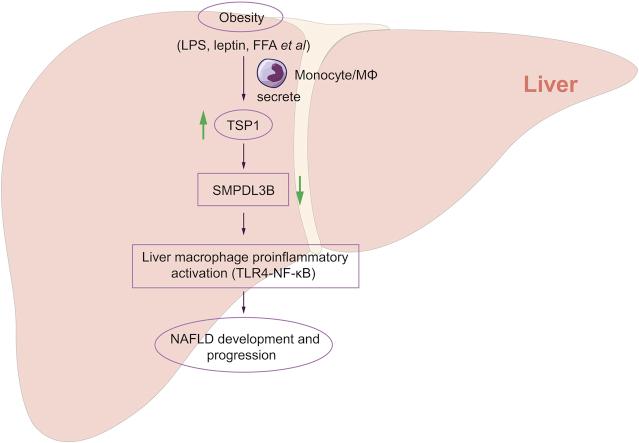 https://cdn.ncbi.nlm.nih.gov/pmc/blobs/cfe3/7689554/0cfc218fa334/fx1.jpg