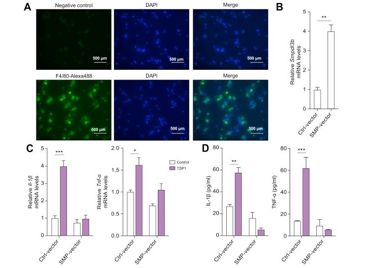 https://cdn.ncbi.nlm.nih.gov/pmc/blobs/cfe3/7689554/217d44405e32/gr5.jpg