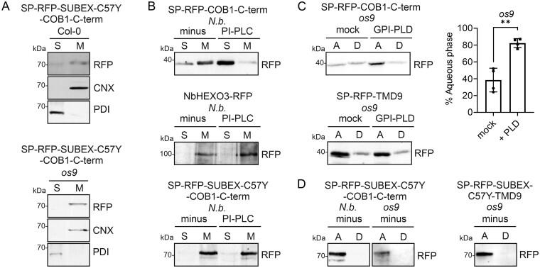 https://cdn.ncbi.nlm.nih.gov/pmc/blobs/cfe3/8331152/3068f1298d5e/kiab181f2.jpg