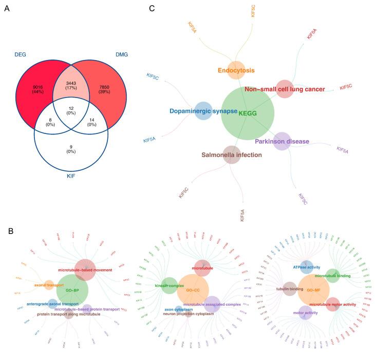 https://cdn.ncbi.nlm.nih.gov/pmc/blobs/cfe5/12025125/311bb53db568/biomedicines-13-00859-g002.jpg