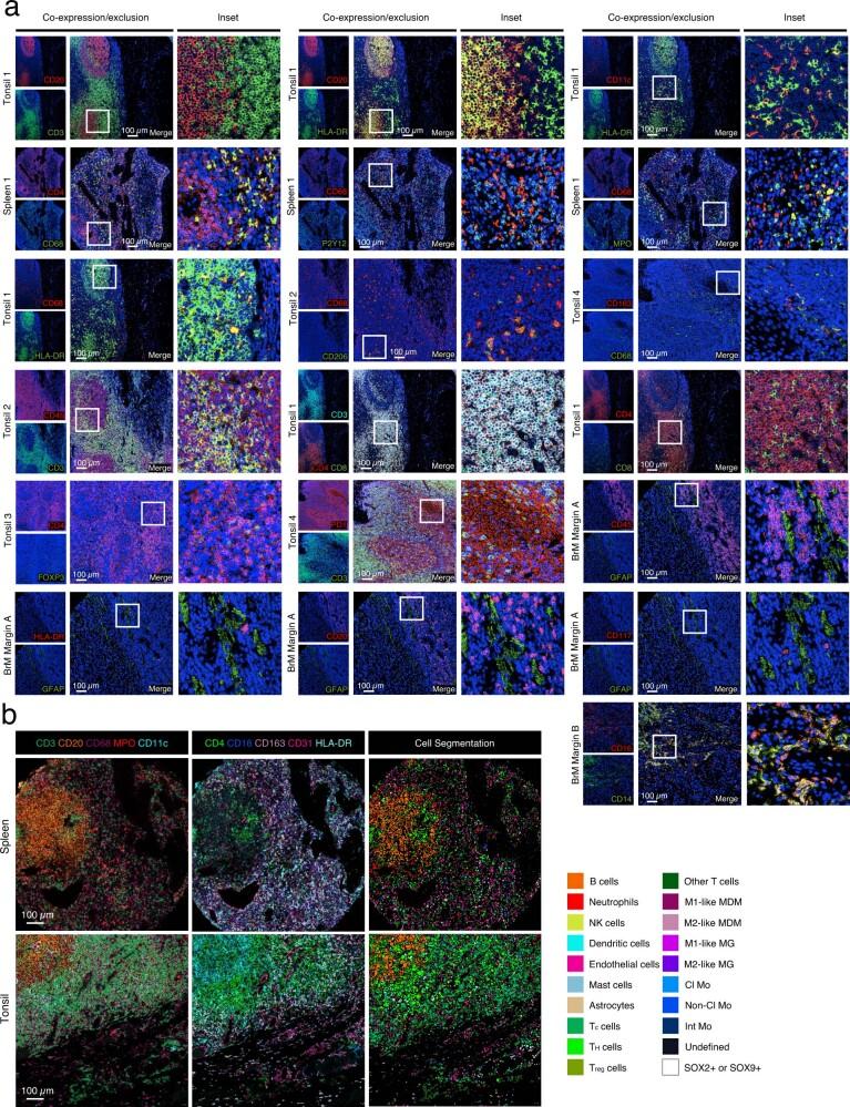 https://cdn.ncbi.nlm.nih.gov/pmc/blobs/cfe5/9931580/fc6d474df04b/41586_2022_5680_Fig7_ESM.jpg