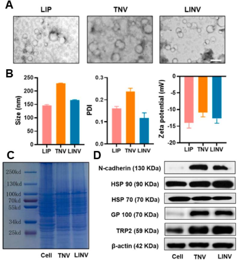 https://cdn.ncbi.nlm.nih.gov/pmc/blobs/cfea/10448342/12a8a3c66da8/gr2.jpg