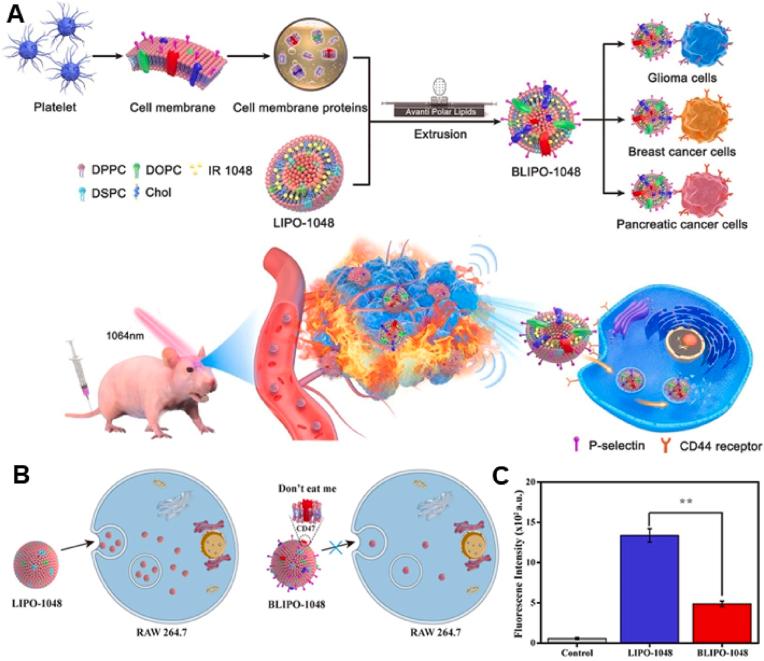https://cdn.ncbi.nlm.nih.gov/pmc/blobs/cfea/10448342/73b3582ca8aa/gr3.jpg