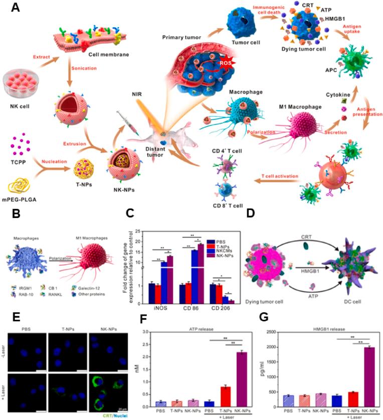 https://cdn.ncbi.nlm.nih.gov/pmc/blobs/cfea/10448342/8fe9d8adc9c6/gr6.jpg