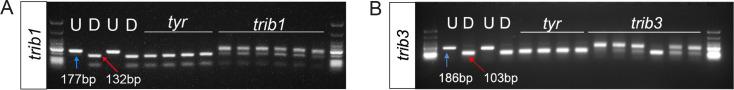 https://cdn.ncbi.nlm.nih.gov/pmc/blobs/cfea/11186633/4bfeacef6a14/elife-95980-fig4-figsupp2.jpg