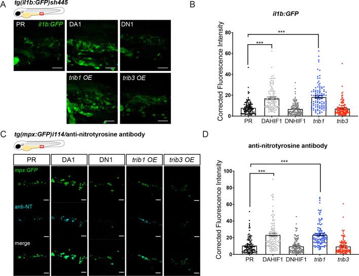https://cdn.ncbi.nlm.nih.gov/pmc/blobs/cfea/11186633/99f7a50c911f/elife-95980-fig6.jpg
