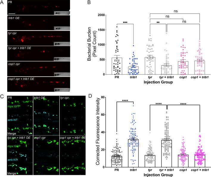 https://cdn.ncbi.nlm.nih.gov/pmc/blobs/cfea/11186633/feb48434fe7f/elife-95980-fig8.jpg
