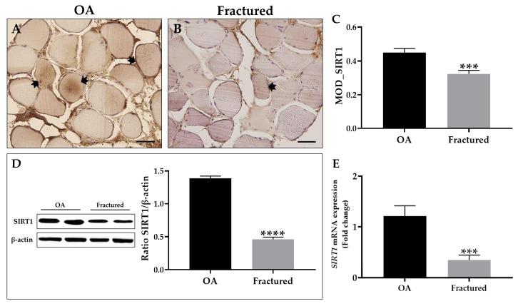 https://cdn.ncbi.nlm.nih.gov/pmc/blobs/cfeb/12190532/b2fe4a5fcb6a/biomedicines-13-01350-g004.jpg