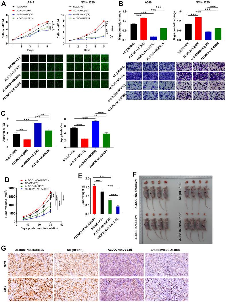 https://cdn.ncbi.nlm.nih.gov/pmc/blobs/cfef/10564444/4212a16379c3/aging-15-205038-g004.jpg