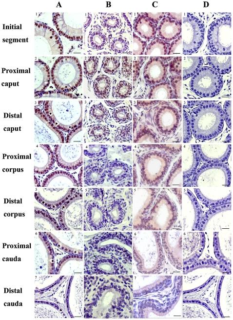 https://cdn.ncbi.nlm.nih.gov/pmc/blobs/cff2/2972736/7eebb3803177/pone.0015439.g007.jpg
