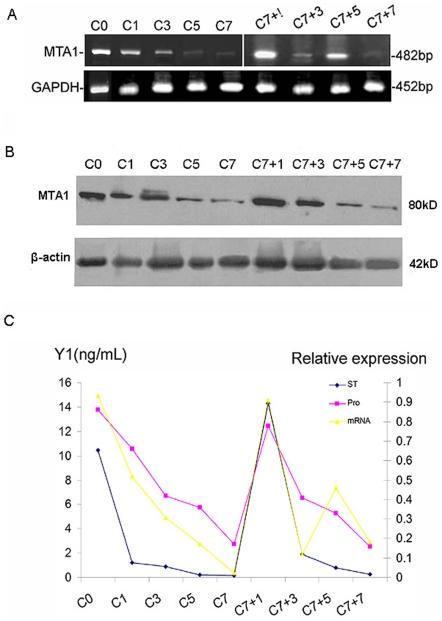https://cdn.ncbi.nlm.nih.gov/pmc/blobs/cff2/2972736/860715bef2df/pone.0015439.g006.jpg