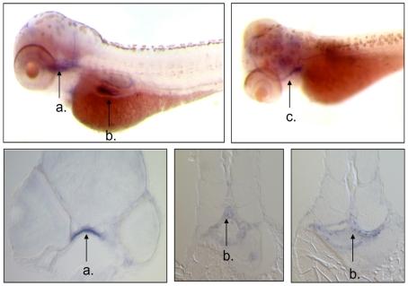 https://cdn.ncbi.nlm.nih.gov/pmc/blobs/cff7/2826416/63118494774f/pone.0009369.g004.jpg