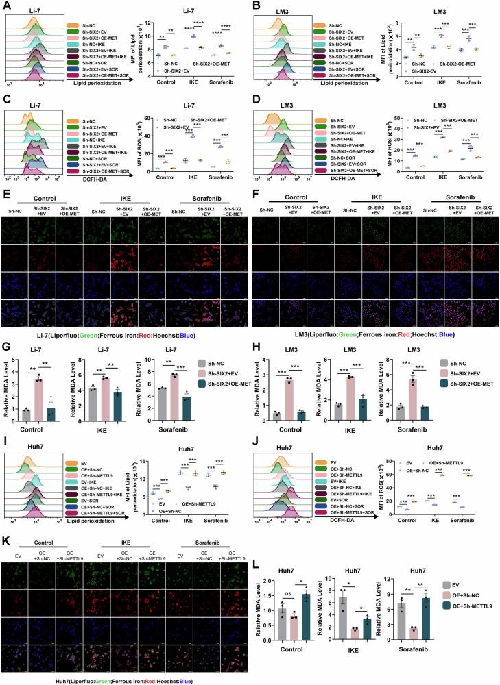 https://cdn.ncbi.nlm.nih.gov/pmc/blobs/cff8/12170904/09d84f308c97/41698_2025_1004_Fig6_HTML.jpg