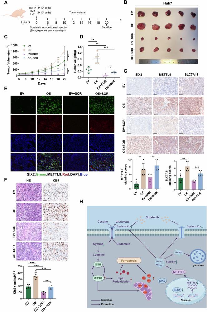 https://cdn.ncbi.nlm.nih.gov/pmc/blobs/cff8/12170904/6dfb96d695e2/41698_2025_1004_Fig8_HTML.jpg