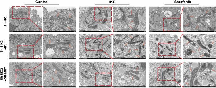 https://cdn.ncbi.nlm.nih.gov/pmc/blobs/cff8/12170904/86a510e4c7aa/41698_2025_1004_Fig7_HTML.jpg