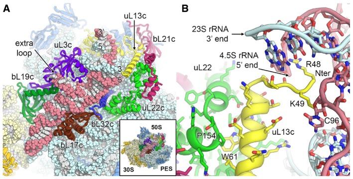 https://cdn.ncbi.nlm.nih.gov/pmc/blobs/cffa/5694952/60eb28c15f26/EMBJ-36-475-g006.jpg